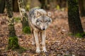 Portrait of a wolf in autumn forest Royalty Free Stock Photo