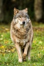 Portrait of a wolf in autumn forest Royalty Free Stock Photo