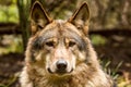 Portrait of a wolf in autumn forest Royalty Free Stock Photo