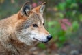 Portrait wolf in autumn forest Royalty Free Stock Photo