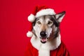 Portrait of a Wolf Dressed in a Red Santa Claus Costume in Studio with Colorful Background