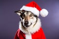 Portrait of a Wolf Dressed in a Red Santa Claus Costume in Studio with Colorful Background