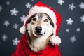 Portrait of a Wolf Dressed in a Red Santa Claus Costume in Studio with Colorful Background