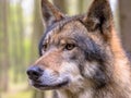 Portrait of Wolf in a forest Royalty Free Stock Photo