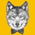 Portrait of Wolf with glasses and bow tie. Royalty Free Stock Photo