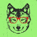 Portrait of Wolf with glasses. Royalty Free Stock Photo