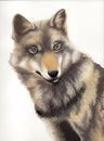 Portrait of a Wolf, hand painted, typical specimen of the Abruzzo National Park