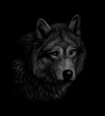 Portrait of a wolf head on a black background