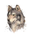 Portrait of a wolf head from a splash of watercolor