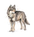 Portrait of a wolf from a splash of watercolor, hand drawn Royalty Free Stock Photo