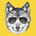 Portrait of Wolf with sunglasses. Royalty Free Stock Photo