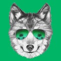 Portrait of Wolf with sunglasses. Royalty Free Stock Photo