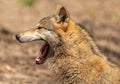 Portrait of a wolf yawning Royalty Free Stock Photo