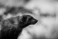 Portrait of a wolverine in black and white Royalty Free Stock Photo