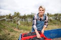 Woman collecting grapes in vineyard in autumn, harvest concept. Royalty Free Stock Photo