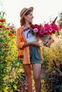 Portrait of woman farmer picking flowers in bucket in summer garden at sunset. Cut flowers harvest of zinnias. Royalty Free Stock Photo