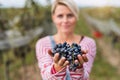 Portrait of woman holding grapes in vineyard in autumn, harvest concept. Royalty Free Stock Photo