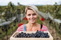 Portrait of woman holding grapes in vineyard in autumn, harvest concept. Royalty Free Stock Photo