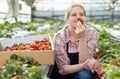 Portrait of woman horticulturist in apron holding in hand strawberry Royalty Free Stock Photo