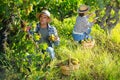 Woman and man winemakers picking harvest of grape