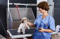 Woman groomer with cute dog Royalty Free Stock Photo