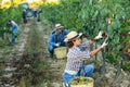 Woman winemaker picking harvest of grapes in vineyard at fields