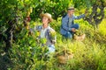 Woman and man winemakers picking harvest of grape