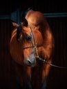 Portrait of wonderful bay arabian horse