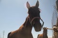 Portrait of wonderful bay english horse. Horse head close up Royalty Free Stock Photo
