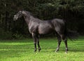 Portrait of wonderful black sportive stallion
