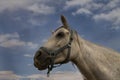 Portrait of wonderful white horse on sky background Royalty Free Stock Photo