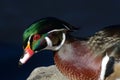 Portrait of Wood Duck drake Royalty Free Stock Photo