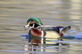 Portrait of a Wood Duck Drake Royalty Free Stock Photo