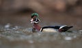 Portrait of a Wood Duck in water Royalty Free Stock Photo