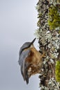 Portrait of a wood nuthatch, Vosges, France