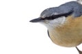 Portrait of a wood nuthatch, Vosges, France