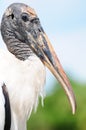 Portrait of a Wood Stork Royalty Free Stock Photo