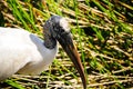 Portrait of a Wood Stork Royalty Free Stock Photo