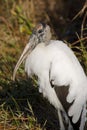 Portrait of a Wood Stork in the Everglades, Florida Royalty Free Stock Photo