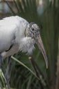 Portrait of a Wood Stork in Everglades National Park, Florida Royalty Free Stock Photo
