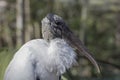 Portrait of a Wood Stork in Everglades National Park, Florida Royalty Free Stock Photo