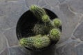 Portrait of cactus plant on the pot
