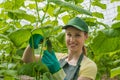 Portrait of a worker with a crate of fresh cucumbers.