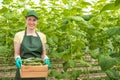 Portrait of a worker with a crate of fresh cucumbers.