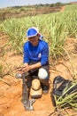 Portrait of worker in labour harvest sugar cane, Brazil