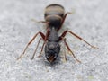 P9160162 western carpenter ant, Camponotus modoc, close-up, cECP 2023