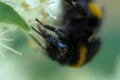 portrait of working bumblebee at beautiful blossom white hydrangea . extreme macro, wild life