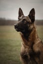 Portrait of working dog belgian malinois Royalty Free Stock Photo