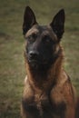 Portrait of working dog belgian malinois Royalty Free Stock Photo