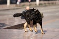 Portrait of working police dog Royalty Free Stock Photo